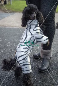 Poodle (Toy)