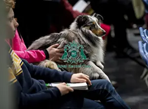 Shetland Sheepdog Prints: Crufts 2019 - Day Two, NEC, UK - 8 Mar 2019