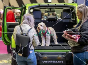 Crufts 2019 - Day Two, NEC, UK - 8 Mar 2019