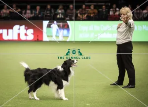 Crufts 2019 - Day Two, NEC, UK - 8 Mar 2019
