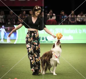 Crufts 2019 - Day Two, NEC, UK - 8 Mar 2019
