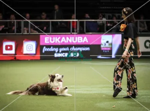 Crufts 2019 - Day Two, NEC, UK - 8 Mar 2019