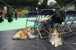 Kennel Club general shot