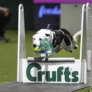 Flyball Prints: Crufts 2019 - Day Two, NEC, UK - 8 Mar 2019