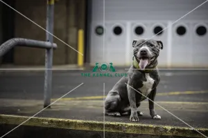Bull Terrier