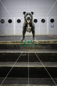 Bull Terrier