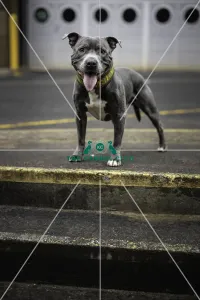 Bull Terrier