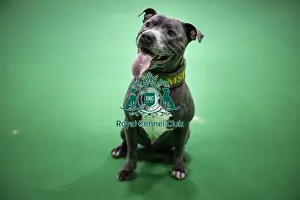 Staffordshire Bull Terrier Prints: Crufts 2019 - Day Two, NEC, UK - 8 Mar 2019