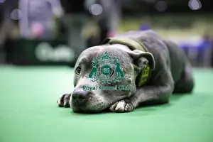 Staffordshire Bull Terrier Prints: Crufts 2019 - Day Two, NEC, UK - 8 Mar 2019