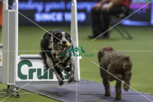 Flyball quarter final