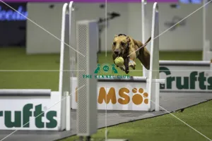 Flyball quarter final