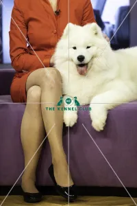 Pastoral Group Winner SAMOYED