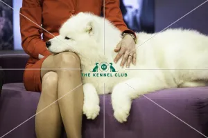 Pastoral Group Winner SAMOYED