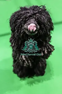 Crufts 2019 - Day Two, NEC, UK - 8 Mar 2019
