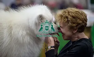 Samoyed Prints: Crufts 2019 - Day Two, NEC, UK - 8 Mar 2019