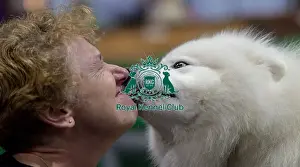 Samoyed Prints: Crufts 2019 - Day Two, NEC, UK - 8 Mar 2019