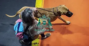 Great Dane Prints: Crufts 2019 - Day Two, NEC, UK - 8 Mar 2019