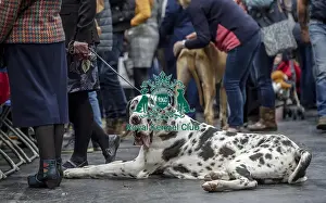 20190308 Prints: Crufts 2019 - Day Two, NEC, UK - 8 Mar 2019