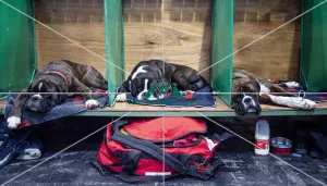 Crufts 2019 - Day Two, NEC, UK - 8 Mar 2019