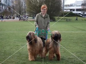 Briards