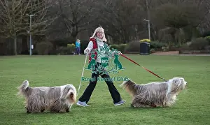 Bearded Collie Prints: Crufts 2019 - Day Two, NEC, UK - 8 Mar 2019