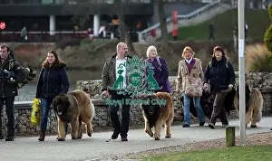 Leonberger Prints: Crufts 2019 - Day Two, NEC, UK - 8 Mar 2019