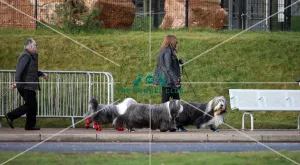Crufts 2019 - Day Two, NEC, UK - 8 Mar 2019