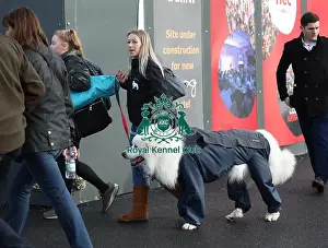 Pyrenean Mountain Dog Prints: Crufts 2019 - Day Two, NEC, UK - 8 Mar 2019