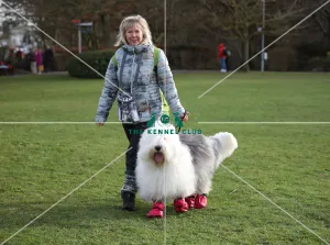 Old English Sheepdog