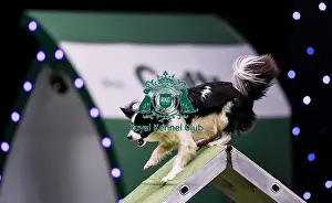Medium Prints: Crufts 2019 - Day Two, NEC, UK - 8 Mar 2019