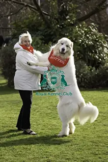 Pyrenean Mountain Dog Prints: Crufts 2019 - Day Two, NEC, UK - 8 Mar 2019