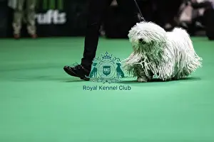 Crufts 2019 - Day Two, NEC, UK - 8 Mar 2019
