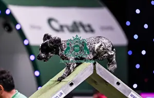 Medium Prints: Crufts 2019 - Day Two, NEC, UK - 8 Mar 2019