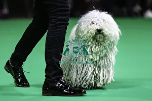 Hungarian Puli Prints: Crufts 2019 - Day Two, NEC, UK - 8 Mar 2019