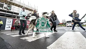 Siberian Husky Prints: Crufts 2019 - Day Two, NEC, UK - 8 Mar 2019