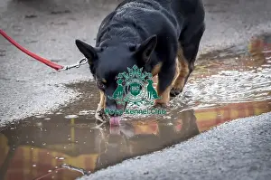 Lancashire Heeler Prints: Crufts 2019 - Day Two, NEC, UK - 8 Mar 2019