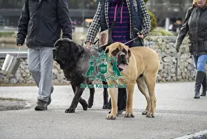 Crufts 2019 - Day Two, NEC, UK - 8 Mar 2019