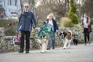 Arrival Prints: Crufts 2019 - Day Two, NEC, UK - 8 Mar 2019