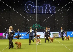 Crufts 2019 - Day Two, NEC, UK - 8 Mar 2019