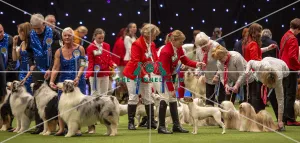 Crufts 2019 - Day Two, NEC, UK - 8 Mar 2019