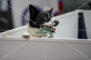Crufts 2019 - Day Two, NEC, UK - 8 Mar 2019