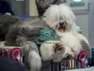 20190308 Prints: Crufts 2019 - Day Two, NEC, UK - 8 Mar 2019