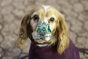 Arrival Prints: Crufts 2019 - Day Two, NEC, UK - 8 Mar 2019
