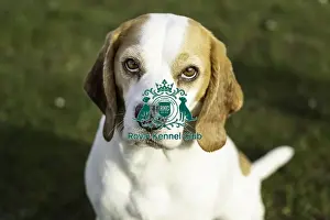 Arrival Prints: Crufts 2019 - Day Two, NEC, UK - 8 Mar 2019