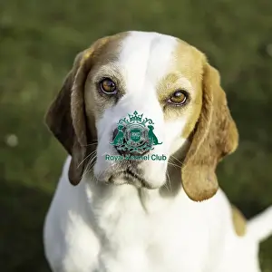 Crufts 2019 - Day Two, NEC, UK - 8 Mar 2019