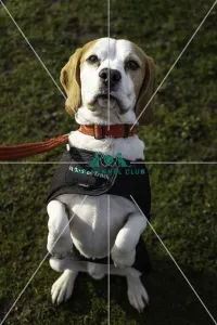 Crufts 2019 - Day Two, NEC, UK - 8 Mar 2019