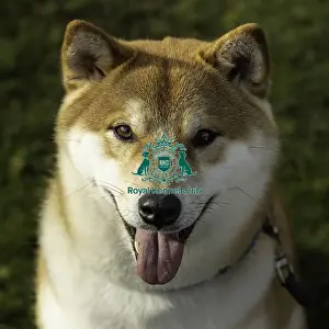 Japanese Shiba Inu Prints: Crufts 2019 - Day Two, NEC, UK - 8 Mar 2019