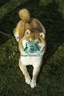 Japanese Shiba Inu Prints: Crufts 2019 - Day Two, NEC, UK - 8 Mar 2019