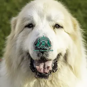 Pyrenean Mountain Dog Prints: Crufts 2019 - Day Two, NEC, UK - 8 Mar 2019