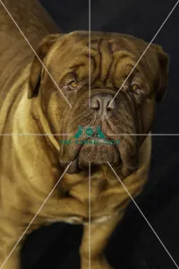 Crufts 2019 - Day Two, NEC, UK - 8 Mar 2019